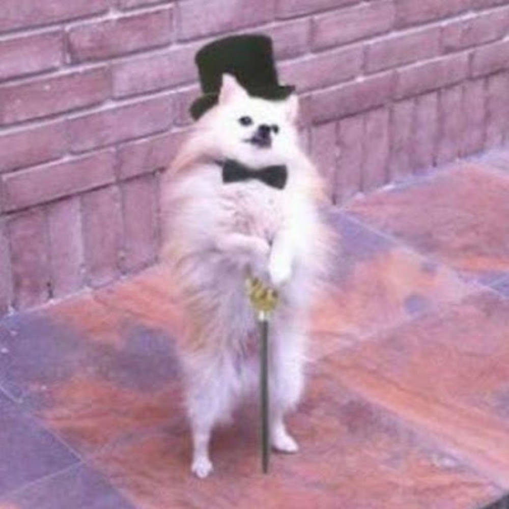 Meet your Posher, Bellatorresbruh